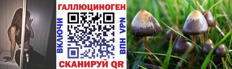Псилоцибиновые грибы Psilocybine cubensis  Нерехта 